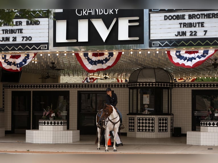 Paint Horse Wallach 10 Jahre Tobiano-alle-Farben in Granbury, TX