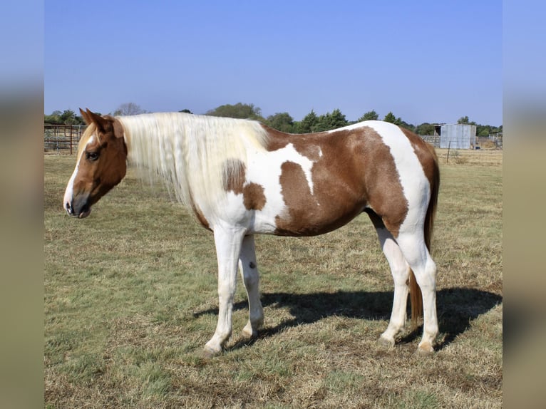 Paint Horse Wallach 10 Jahre Tobiano-alle-Farben in Ravenna Tx