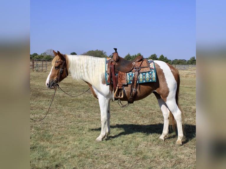 Paint Horse Wallach 10 Jahre Tobiano-alle-Farben in Ravenna Tx