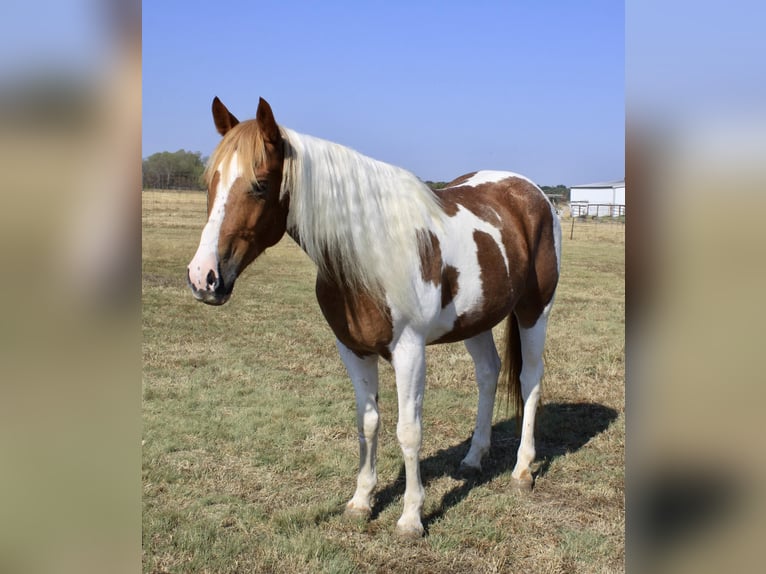 Paint Horse Wallach 10 Jahre Tobiano-alle-Farben in Ravenna Tx