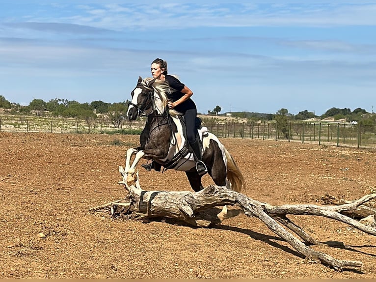Paint Horse Wallach 11 Jahre 135 cm Tobiano-alle-Farben in Byers TX
