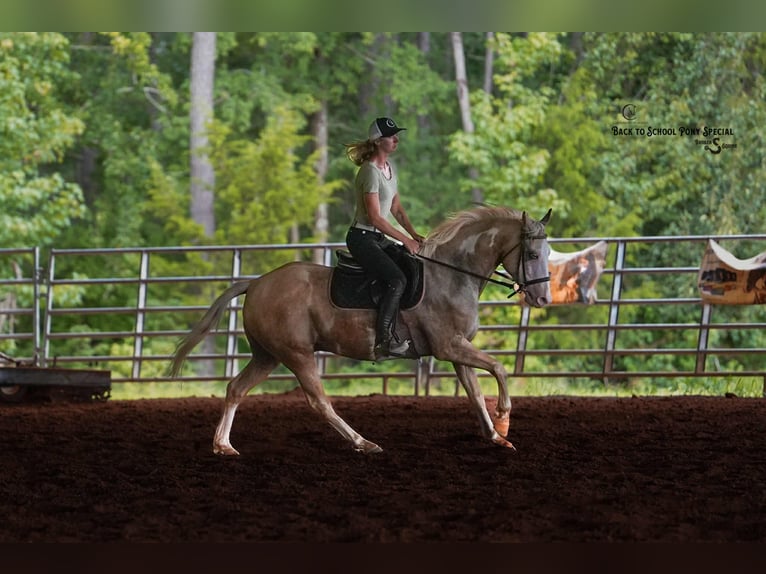 Paint Horse Wallach 11 Jahre 145 cm Schecke in Clover