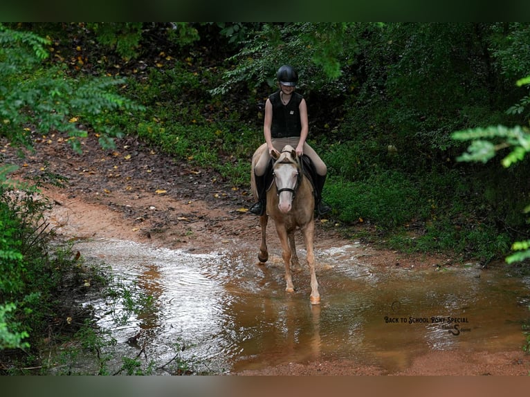 Paint Horse Wallach 11 Jahre 145 cm Schecke in Clover