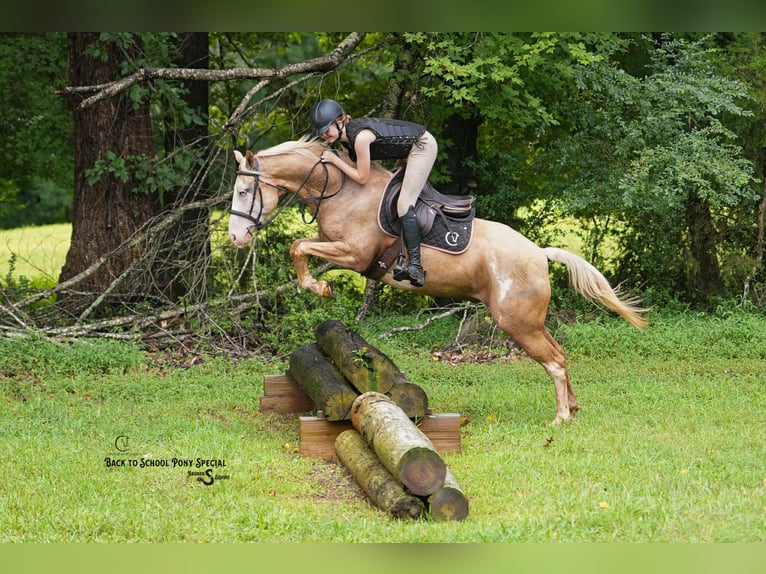 Paint Horse Wallach 11 Jahre 145 cm Schecke in Clover