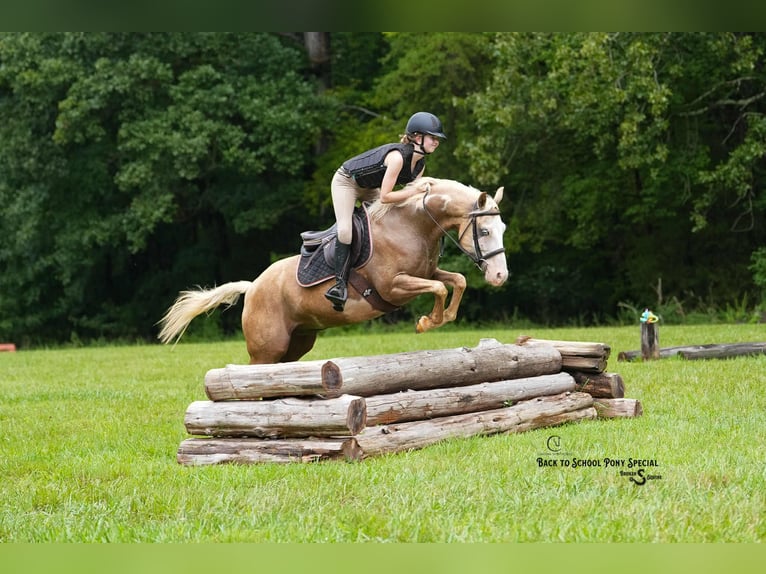 Paint Horse Wallach 11 Jahre 145 cm Schecke in Clover