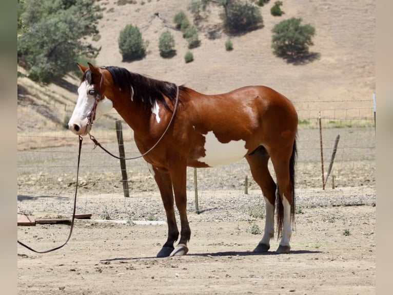 Paint Horse Wallach 11 Jahre 147 cm Overo-alle-Farben in Paicines CA