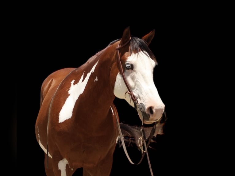 Paint Horse Wallach 11 Jahre 147 cm Overo-alle-Farben in Paicines CA