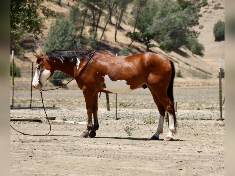 Paint Horse Wallach 11 Jahre 147 cm Overo-alle-Farben in Paicines CA