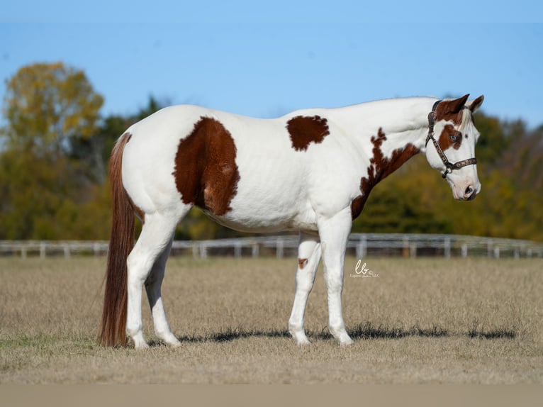 Paint Horse Wallach 11 Jahre 147 cm Rotfuchs in Terrell