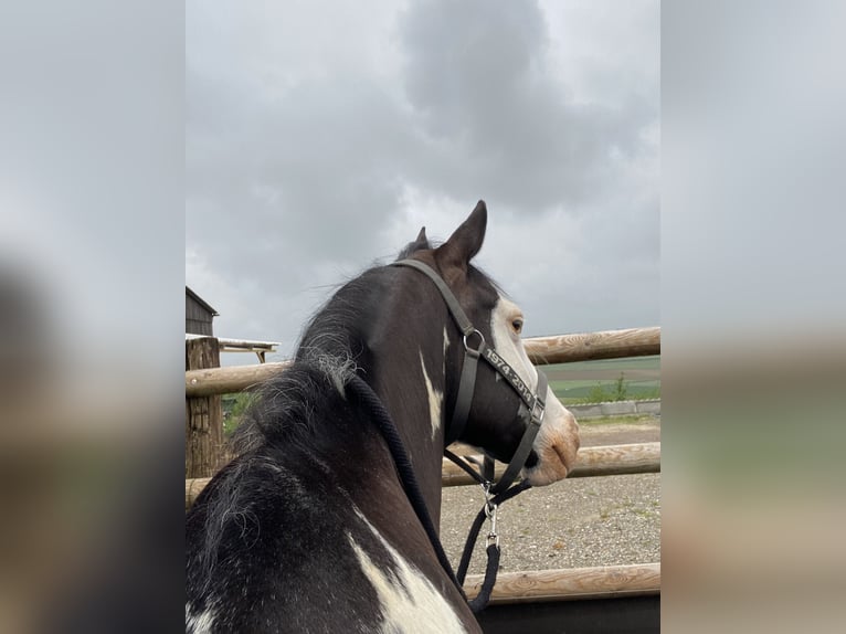 Paint Horse Wallach 11 Jahre 149 cm Overo-alle-Farben in Flée Paint Horse Wallach 11 Jahre 149 cm Overo-alle-Farben in Flée