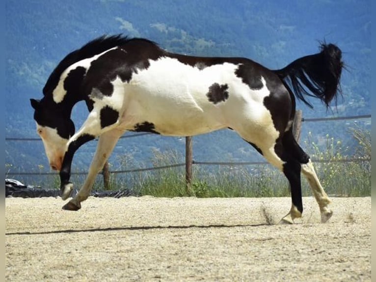 Paint Horse Wallach 11 Jahre 149 cm Overo-alle-Farben in Flée Paint Horse Wallach 11 Jahre 149 cm Overo-alle-Farben in Flée