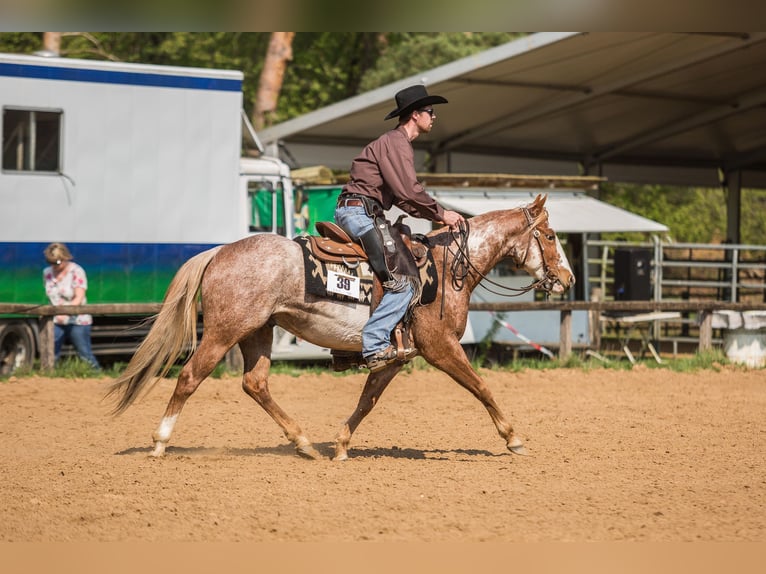 Paint Horse Wallach 11 Jahre 150 cm in Haren