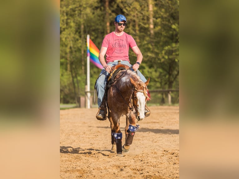Paint Horse Wallach 11 Jahre 150 cm in Haren