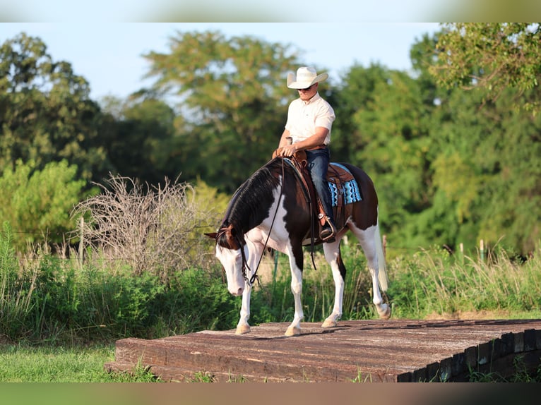 Paint Horse Wallach 11 Jahre 152 cm Overo-alle-Farben in Buffalo, MO
