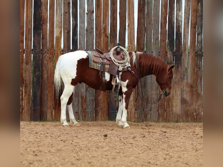 Paint Horse Wallach 11 Jahre 152 cm in Joshua, TX