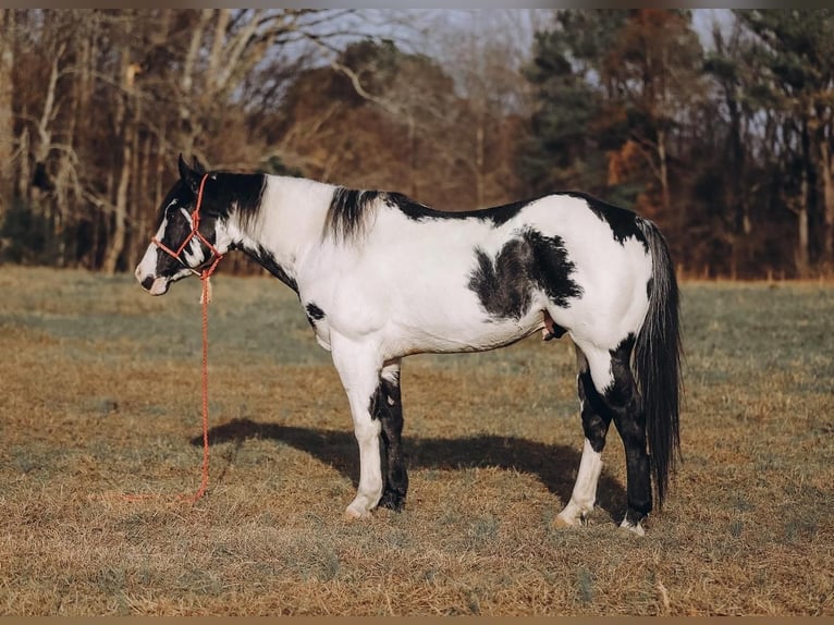 Paint Horse Wallach 11 Jahre 152 cm in Lyles, TN