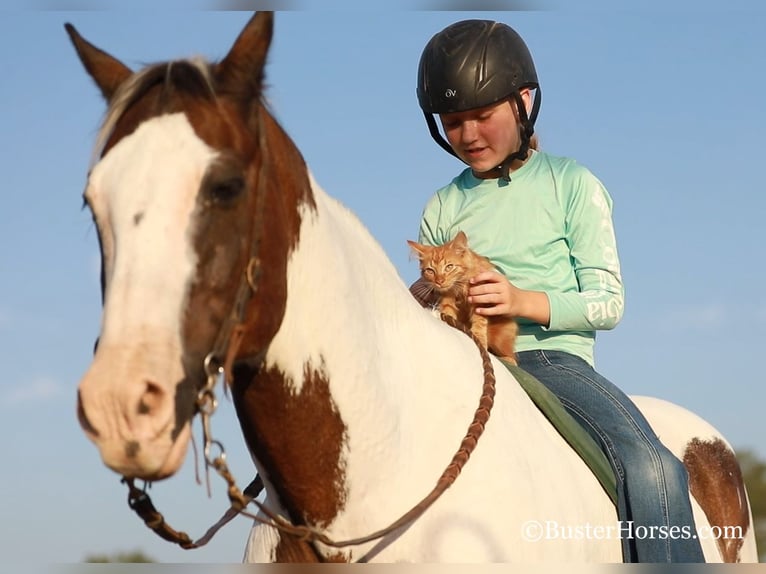 Paint Horse Wallach 11 Jahre 152 cm Rotbrauner in WEATHERFORD, TX