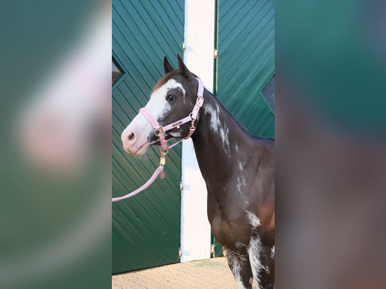 Paint Horse Wallach 11 Jahre 154 cm Overo-alle-Farben in Reichshof