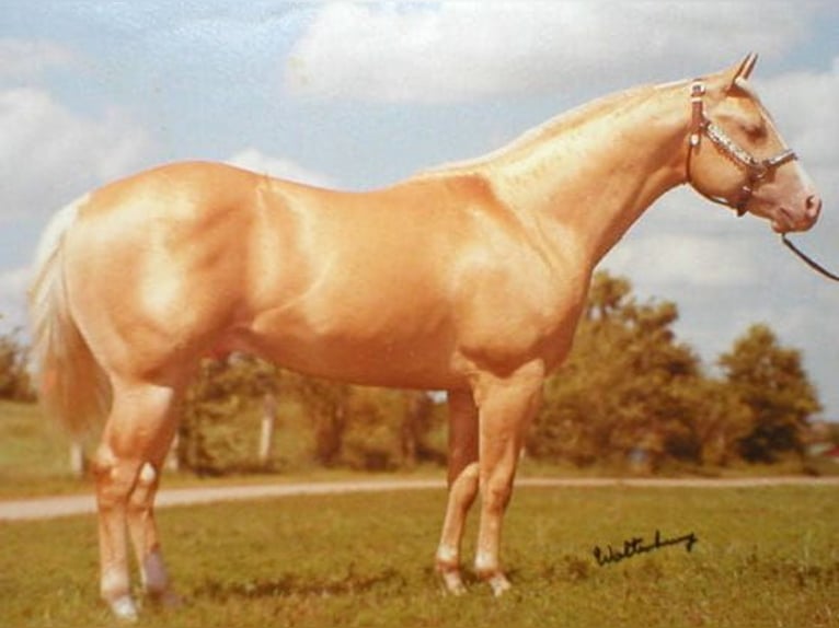 Paint Horse Wallach 11 Jahre 155 cm Palomino in Cave Creek, AZ