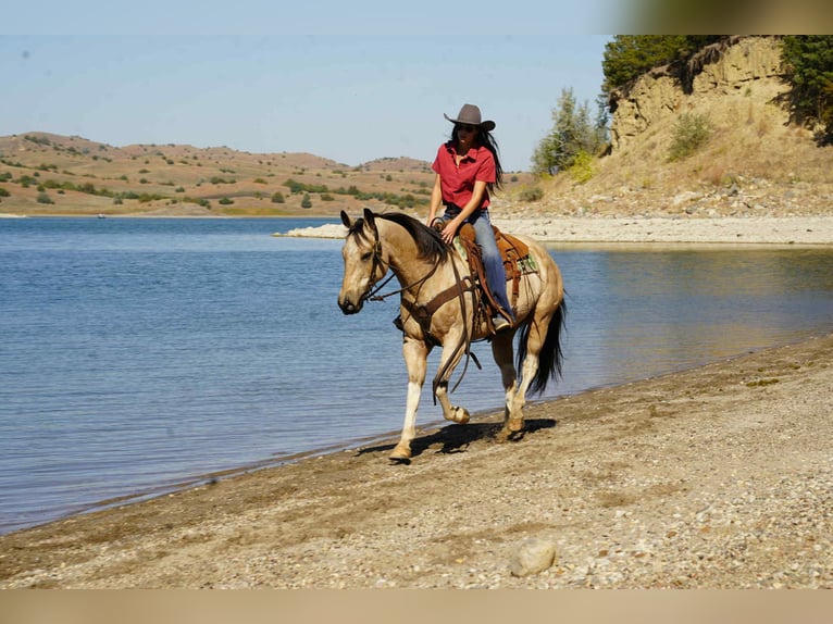 Paint Horse Wallach 11 Jahre 155 cm Schecke in Corsica