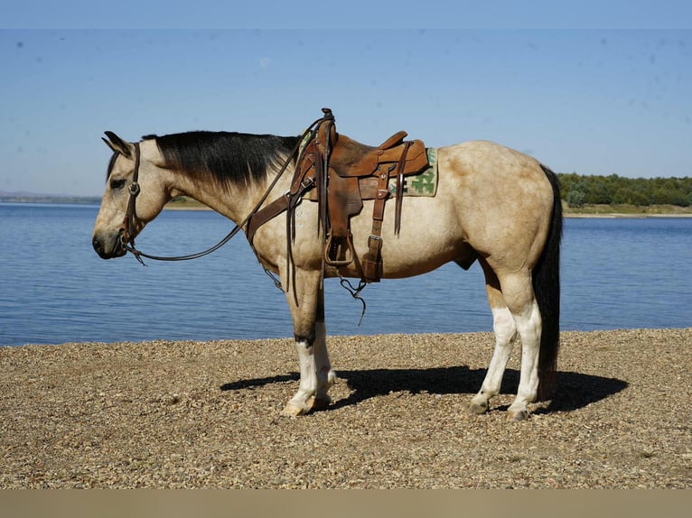 Paint Horse Wallach 11 Jahre 155 cm Schecke in Corsica