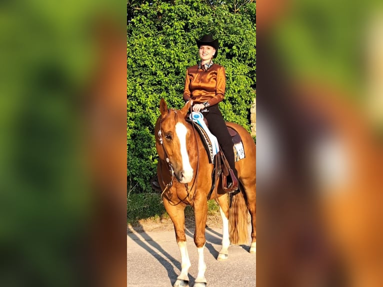 Paint Horse Wallach 11 Jahre 158 cm Fuchs in Waldhausen