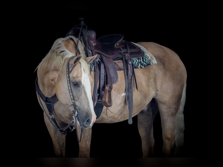 Paint Horse Wallach 11 Jahre 160 cm Palomino in Clarion