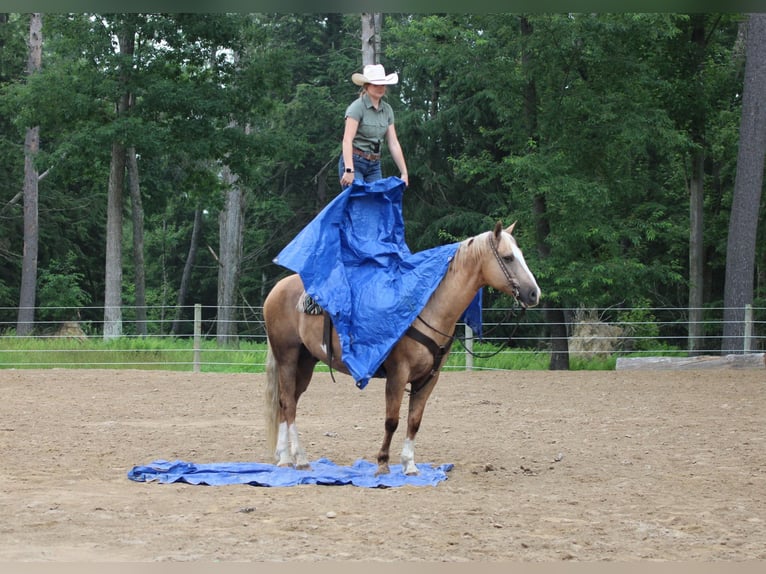 Paint Horse Wallach 11 Jahre 160 cm Palomino in Clarion