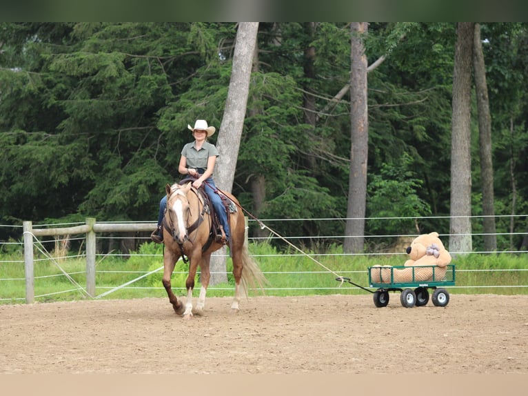 Paint Horse Wallach 11 Jahre 160 cm Palomino in Clarion