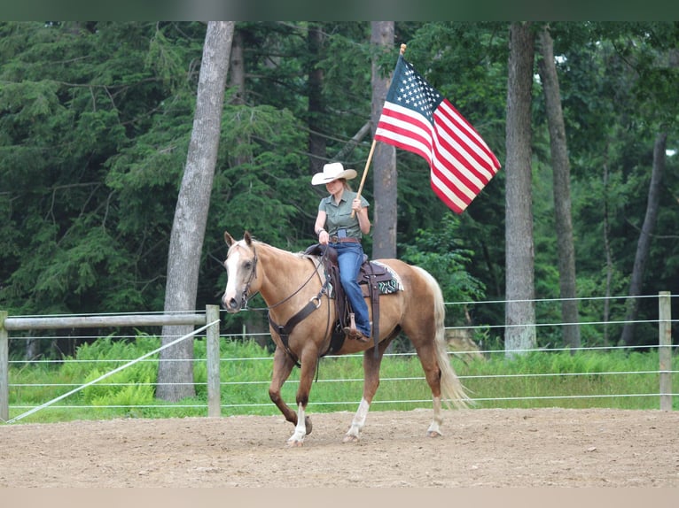 Paint Horse Wallach 11 Jahre 160 cm Palomino in Clarion