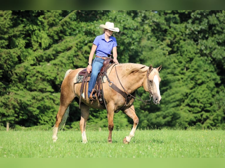 Paint Horse Wallach 11 Jahre 160 cm Palomino in Clarion