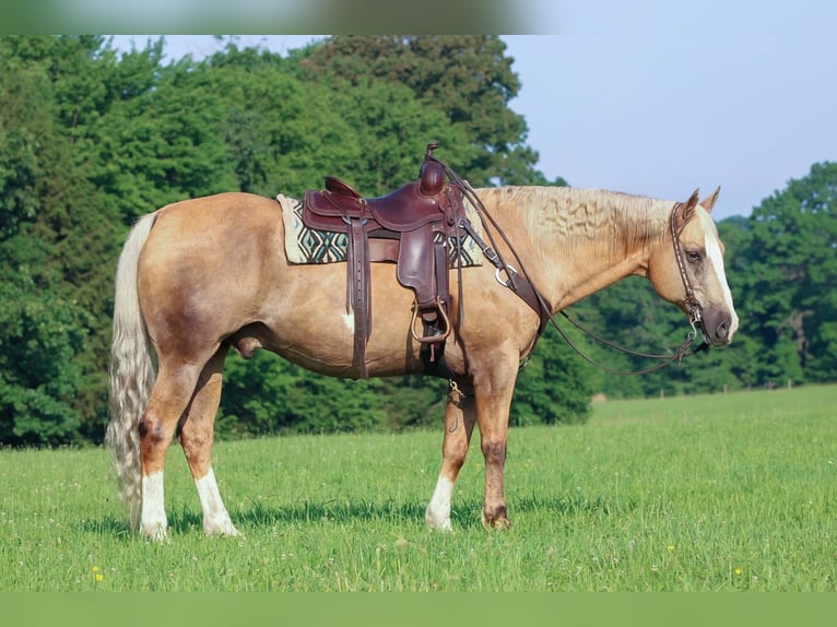 Paint Horse Wallach 11 Jahre 160 cm Palomino in Clarion