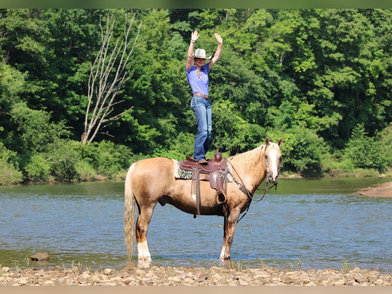Paint Horse Wallach 11 Jahre 160 cm Palomino in Clarion
