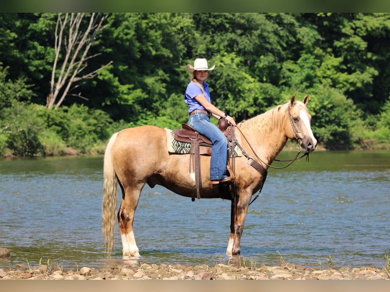 Paint Horse Wallach 11 Jahre 160 cm Palomino in Clarion