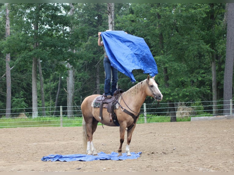 Paint Horse Wallach 11 Jahre 160 cm Palomino in Clarion