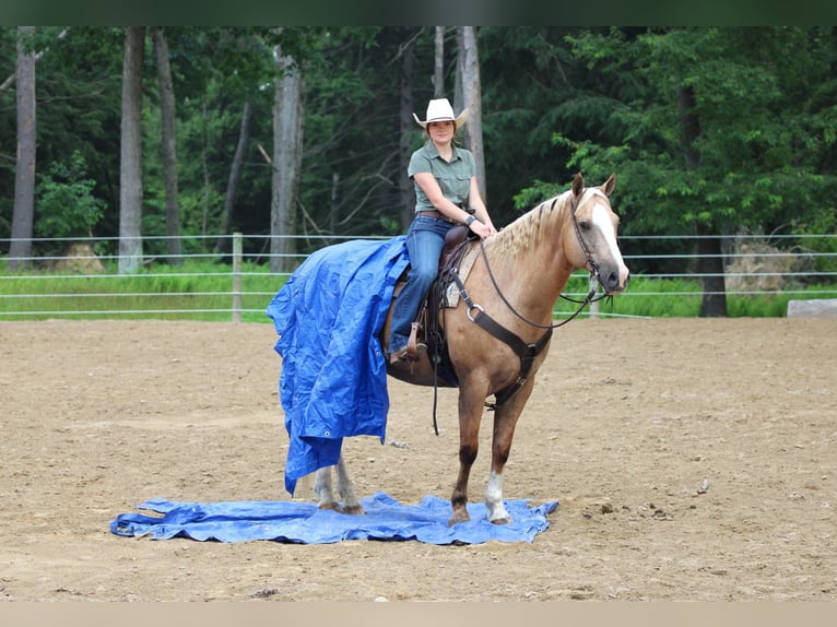 Paint Horse Wallach 11 Jahre 160 cm Palomino in Clarion