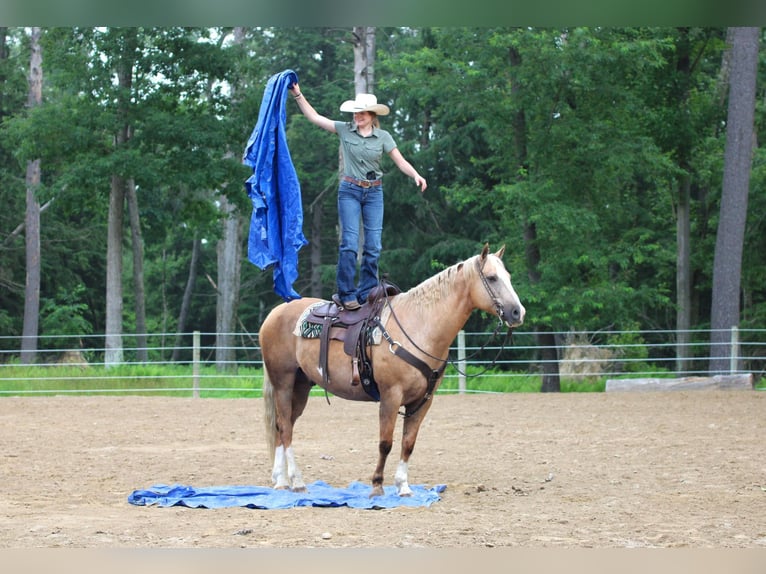 Paint Horse Wallach 11 Jahre 160 cm Palomino in Clarion