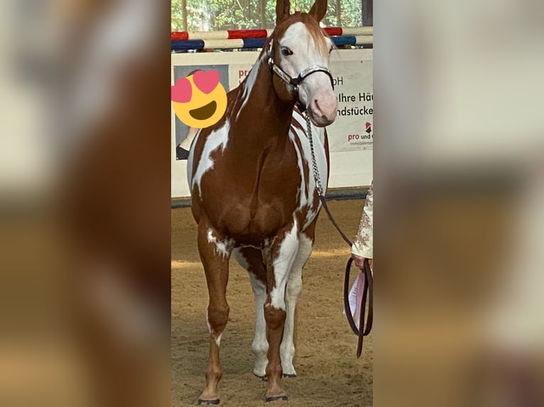 Paint Horse Wallach 11 Jahre 162 cm Overo-alle-Farben in Großbeeren