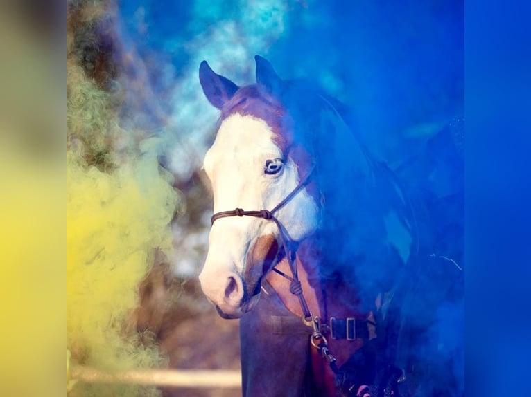 Paint Horse Wallach 11 Jahre 162 cm Overo-alle-Farben in Großbeeren