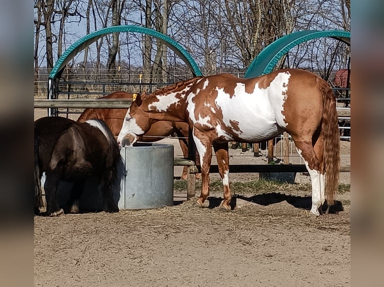 Paint Horse Wallach 11 Jahre 162 cm Overo-alle-Farben in Großbeeren