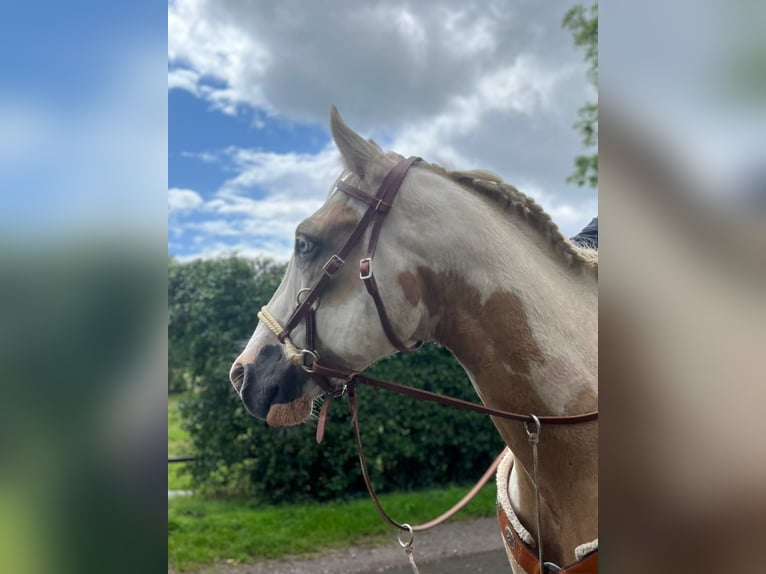 Paint Horse Wallach 11 Jahre 162 cm Tobiano-alle-Farben in Lensahn
