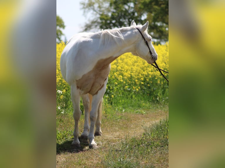 Paint Horse Wallach 11 Jahre 162 cm Tobiano-alle-Farben in Lensahn