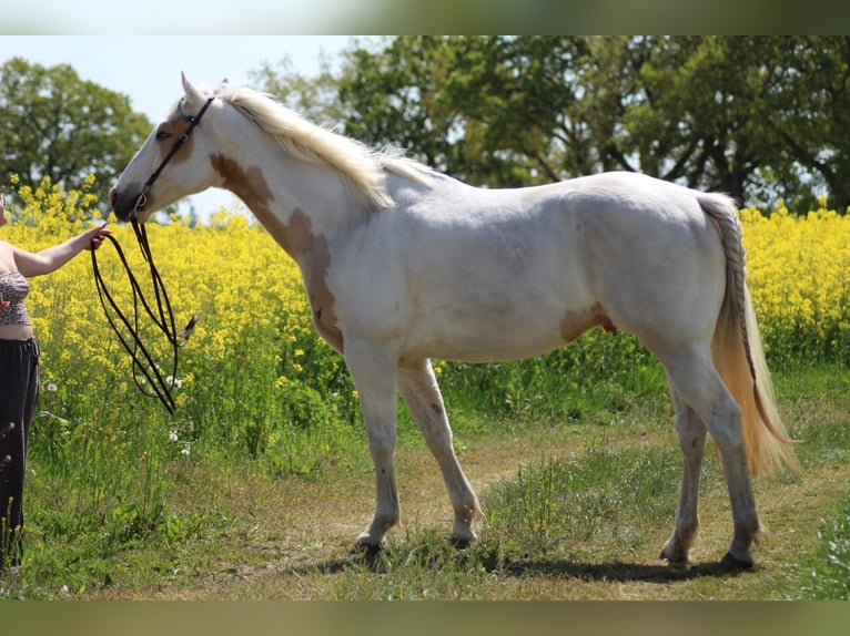 Paint Horse Wallach 11 Jahre 162 cm Tobiano-alle-Farben in Lensahn