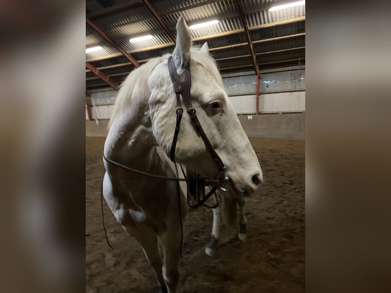 Paint Horse Wallach 11 Jahre 162 cm Tobiano-alle-Farben in Lensahn