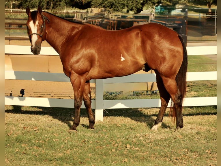 Paint Horse Wallach 11 Jahre 168 cm Rotbrauner in Weatherford