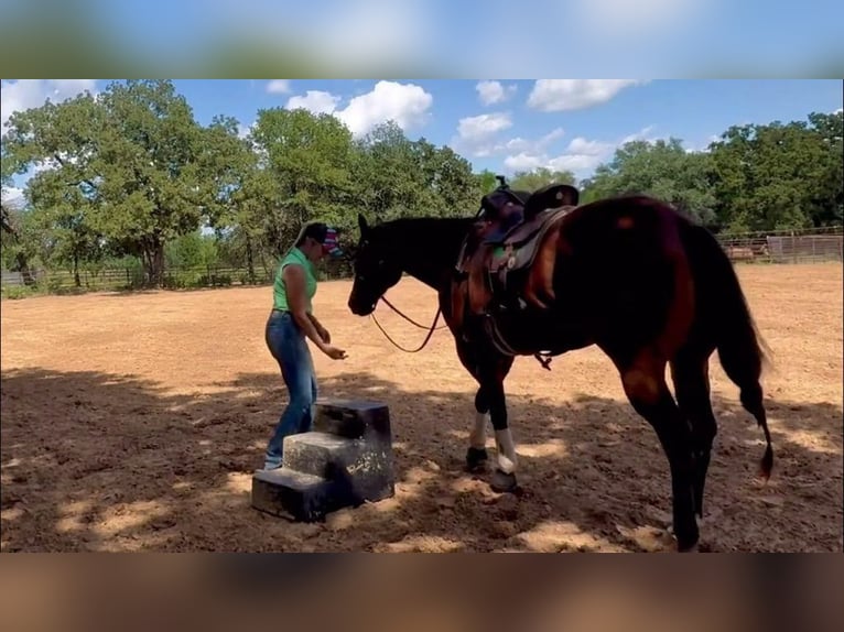 Paint Horse Wallach 11 Jahre 168 cm Rotbrauner in Weatherford