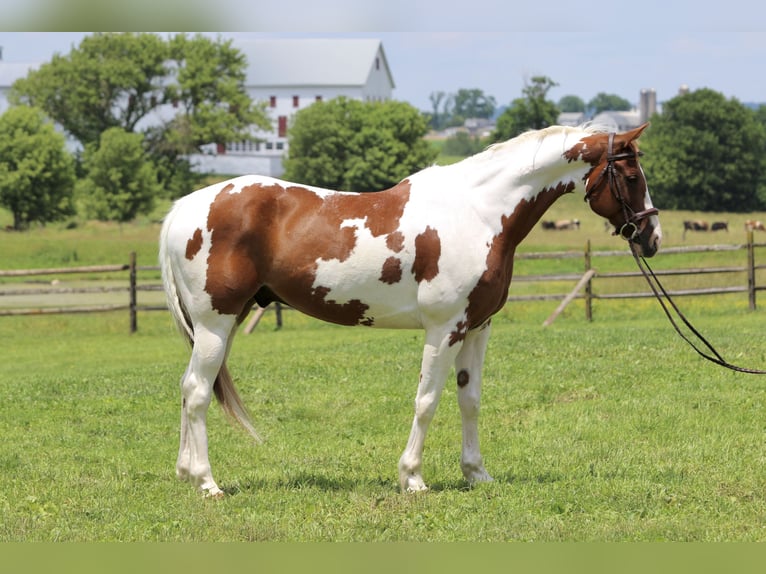 Paint Horse Wallach 11 Jahre Schecke in Gap Paint Horse Wallach 11 Jahre Schecke in Gap