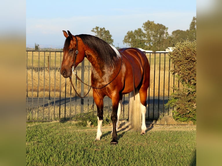 Paint Horse Wallach 11 Jahre Tobiano-alle-Farben in Pleasant Grove CA