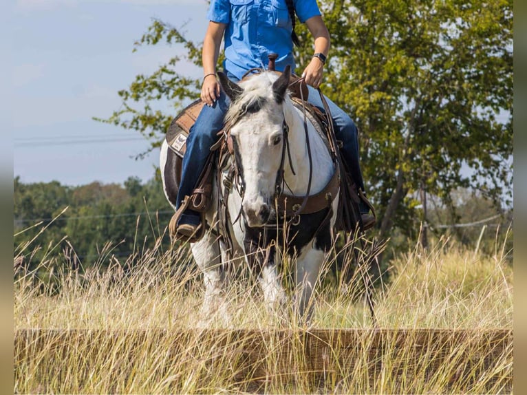 Paint Horse Wallach 12 Jahre 132 cm Tobiano-alle-Farben in Canton TX Paint Horse Wallach 12 Jahre 132 cm Tobiano-alle-Farben in Canton TX