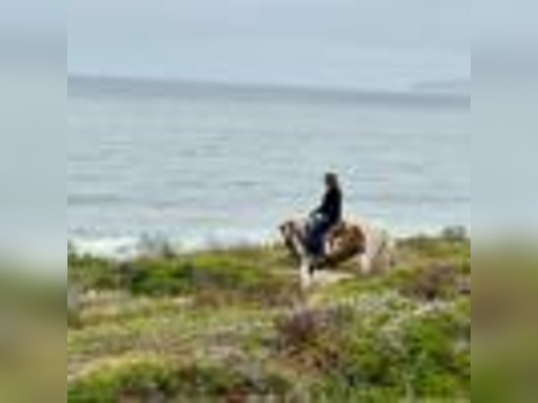 Paint Horse Wallach 12 Jahre 142 cm Tobiano-alle-Farben in Bitterwater CA